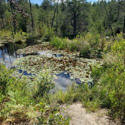 Franklin Parker Preserve