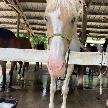 Bar-B-Ranch - Horseback Riding Near Me - Davie, Florida Bar-B-Ranch - Horseback Riding Near Me - Davie, Florida