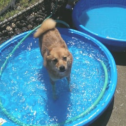 My shiba enjoying the dog pool My shiba enjoying the dog pool