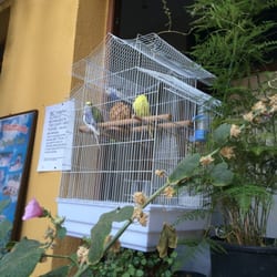 ANZ Guesthouse - Budgies