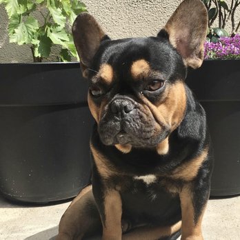 Heart in Home Veterinarian - Prometheus Sweet Boy - Veterinarians Near Me