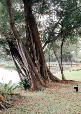 Jurong Lake Gardens by null