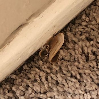 Canyon Ridge - Mushrooms growing from our carpet due to mold/mildew - Apartments Near Me - Santa Clarita, California Canyon Ridge - Mushrooms growing from our carpet due to mold/mildew - Apartments Near Me - Santa Clarita, California