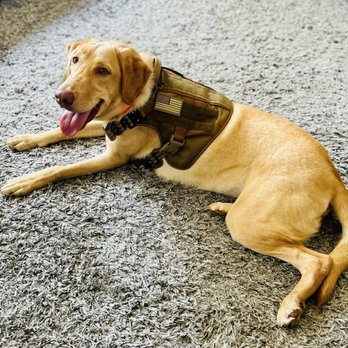 Island Pet Movers - My tactical days before retirement - Pet Transportation Near Me - Honolulu, Hawaii Island Pet Movers - My tactical days before retirement - Pet Transportation Near Me - Honolulu, Hawaii