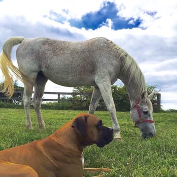 Brannon Stables - Horseback Riding Near Me - Lexington, Kentucky