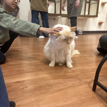 9 Whiskers Lounge - Cat being pet but doesn't seem to care for it - Themed Cafes Near Me - Katy, Texas
