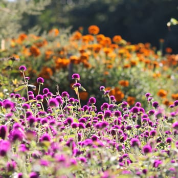 Stearns Farm CSA - a field of flowers - CSA Near Me - Framingham, Massachusetts