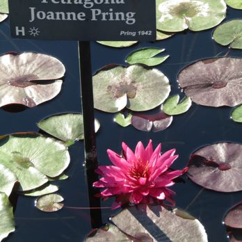 International Waterlily Collection - Water Lily - Botanical Gardens Near Me - San Angelo, Texas International Waterlily Collection - Water Lily - Botanical Gardens Near Me - San Angelo, Texas