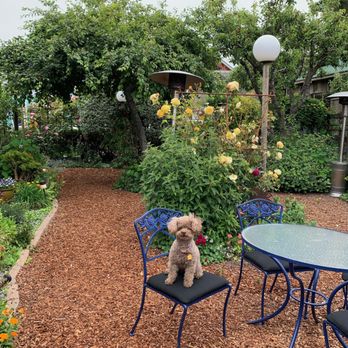 Robins Restaurant - Chewie in the garden. - New American Near Me - Cambria, California Robins Restaurant - Chewie in the garden. - New American Near Me - Cambria, California