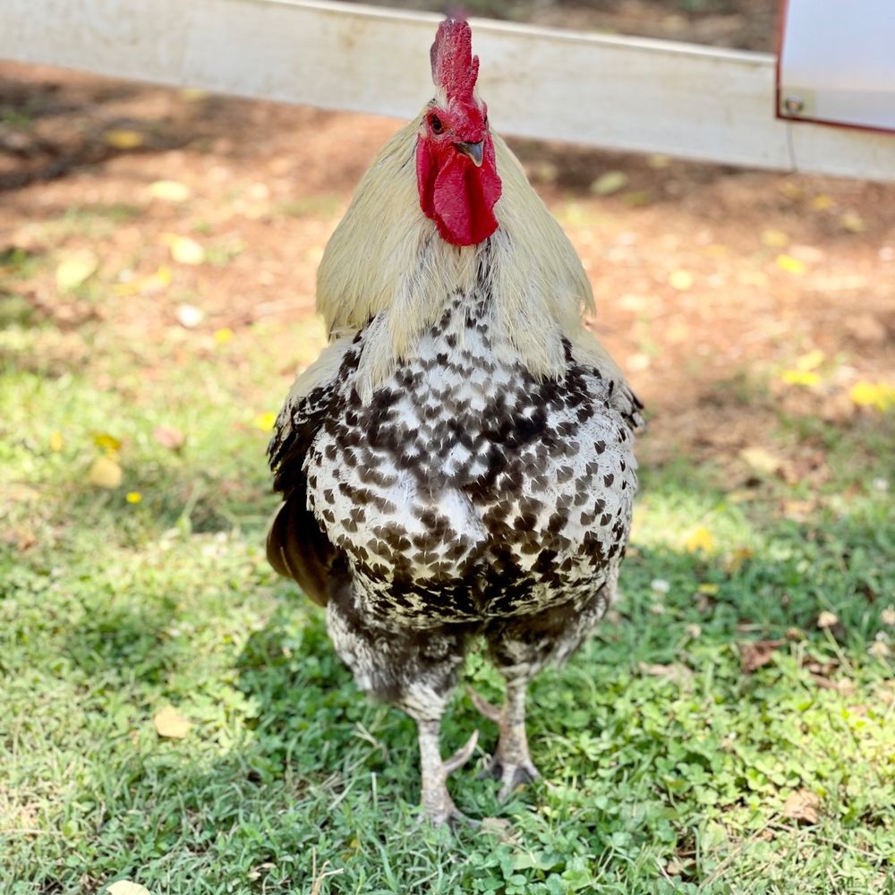 Spring Haven Farm - rooster - Farms Near Me - Chapel Hill, North Carolina Spring Haven Farm - rooster - Farms Near Me - Chapel Hill, North Carolina
