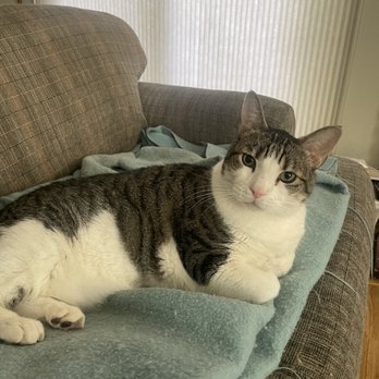Critter Sitter - Love my visits with sweet Squid kitty. - Dog Walkers Near Me - Elk Grove, California