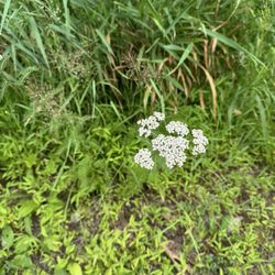 Bald Eagle State Park - Yarrow
