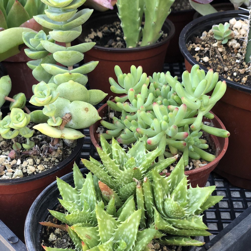 Rojas Succulents and Cacti - Nurseries & Gardening Near Me - Fallbrook, California Rojas Succulents and Cacti - Nurseries & Gardening Near Me - Fallbrook, California