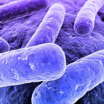 Fuji buffet - Food borne bacteria and virus - Buffets Near Me - Tampa, Florida