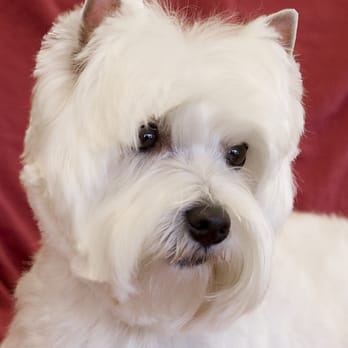 Lynn's Pretty Pooch - Lacy - Pet Groomers Near Me - Westerville, Ohio Lynn's Pretty Pooch - Lacy - Pet Groomers Near Me - Westerville, Ohio