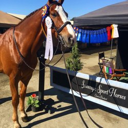 Seascape Sport Horses - Can't say enough about the amazing job they've done with Lucca!