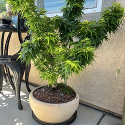Momiji Nursery