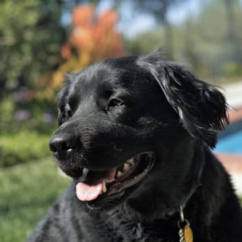 Sit Stay Play - Pet Sitting and Dog Walking Specials Available in Laguna Niguel. Call (918) 809-5740. Also Serving: Dana Point, Aliso Viejo, San - Dog Walkers Near Me - Tulsa, Oklahoma