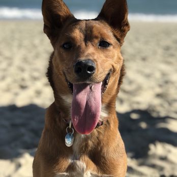 Pavlov Dog Training - Pet Training Near Me - Denver, Colorado Pavlov Dog Training - Pet Training Near Me - Denver, Colorado