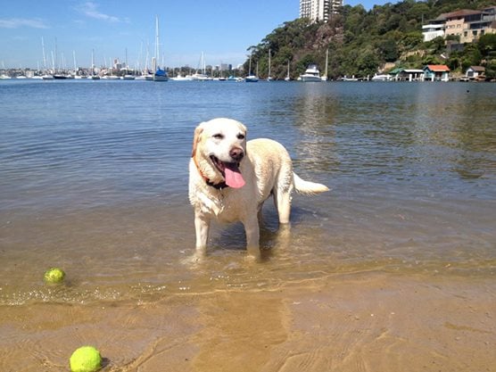 Lets Go Walkies 2025