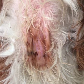 K9 Loft - Margot was returned to us with a shaved bald patch and a series of cuts in a linear row. - Pet Groomers Near Me - Los Angeles, California