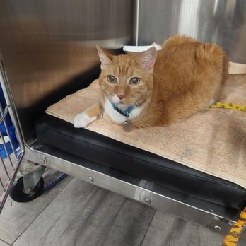 Veterinary Emergency Group - Emergency Pet Hospital Near Me - Carle Place, New York Veterinary Emergency Group - Emergency Pet Hospital Near Me - Carle Place, New York