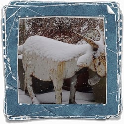 The Restaurant At Golden Oaks - The Golden Oaks Goat says "GREAT FOOD.GREAT DRINKS.RUSTIC CHARM"