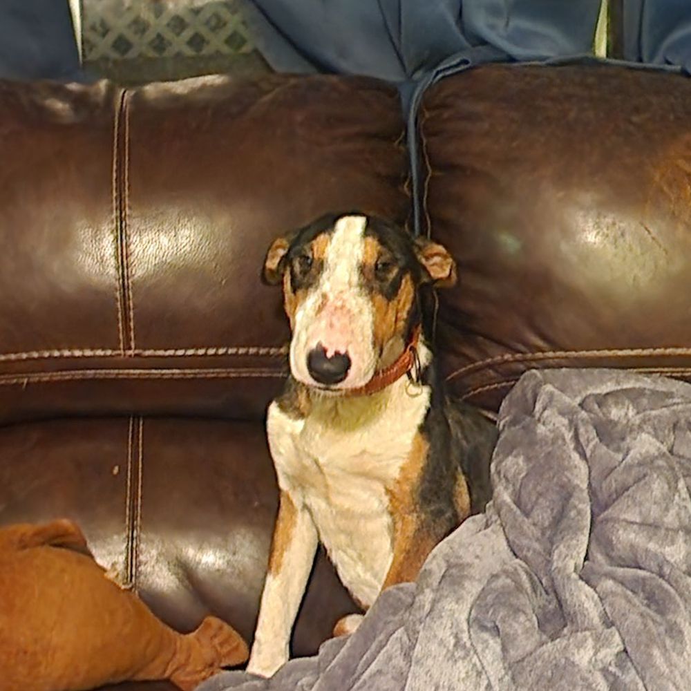 Casa de Love Animal Rescue - Photo taken right after we got home - Pet Adoption Near Me Casa de Love Animal Rescue - Photo taken right after we got home - Pet Adoption Near Me