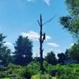 Photo of Apex Tree Service