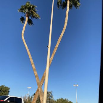 In-N-Out Burger - Palms out front - Fast Food Near Me - Yuma, Arizona