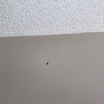 RE/MAX All American Realty - Roaches crawling on wall, move in day. Trying to charge us for exterminator after moving out - Real Estate Services Near Me - Hinesville, Georgia RE/MAX All American Realty - Roaches crawling on wall, move in day. Trying to charge us for exterminator after moving out - Real Estate Services Near Me - Hinesville, Georgia