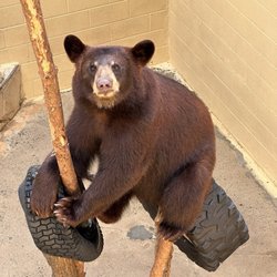 Cherokee Zoo