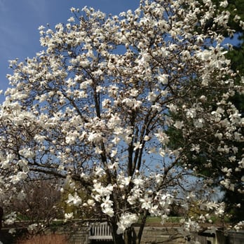 Chicago Botanic Garden - Magnolia tree in spring - Botanical Gardens Near Me - Glencoe, Illinois