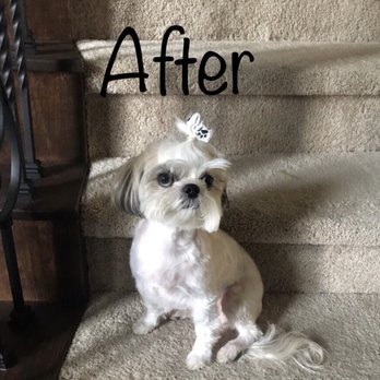 Spring Klein Pet Salon - Pet Groomers Near Me - Spring, Texas Spring Klein Pet Salon - Pet Groomers Near Me - Spring, Texas