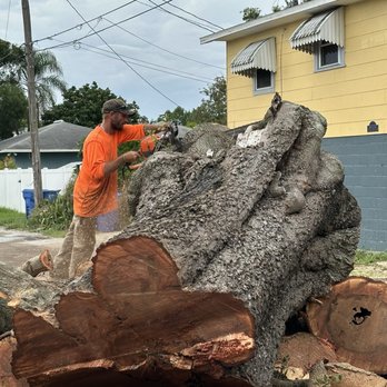 On Demand Tree Service - Bye tree - Tree Services Near Me - St Petersburg, Florida On Demand Tree Service - Bye tree - Tree Services Near Me - St Petersburg, Florida