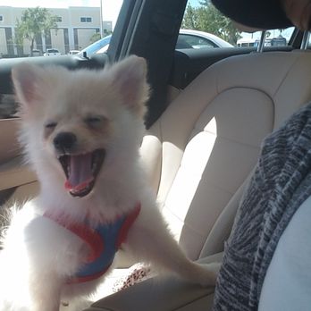 Gorgeous Puppies and Kittens - Pet Stores Near Me - Miami, Florida Gorgeous Puppies and Kittens - Pet Stores Near Me - Miami, Florida