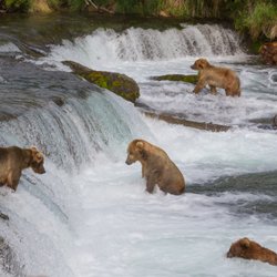 Beluga Air - Brown Bears at Brook Falls catching salmon