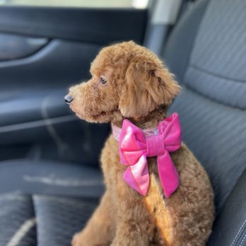 Napa Natural Dog Co. - Pet Groomers Near Me - Vallejo, California Napa Natural Dog Co. - Pet Groomers Near Me - Vallejo, California