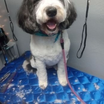 Taylor Made Grooming - Pet Groomers Near Me - Redding, California Taylor Made Grooming - Pet Groomers Near Me - Redding, California