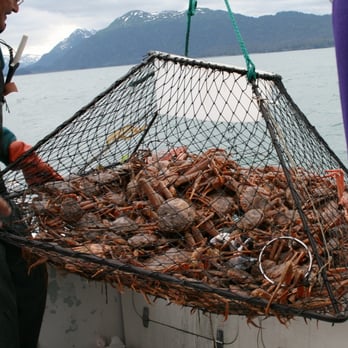 Glacier Vista - Fine haul of Tanner crabs. - Vacation Rentals Near Me - Homer, Alaska Glacier Vista - Fine haul of Tanner crabs. - Vacation Rentals Near Me - Homer, Alaska
