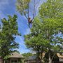 Photo of Patriot Tree Service