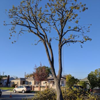 Special Tree Service - Cleaned up ash tree - Tree Services Near Me - La Crescenta, California Special Tree Service - Cleaned up ash tree - Tree Services Near Me - La Crescenta, California