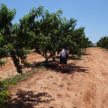 Jenschke Orchards - Picking peaches - Christmas Trees Near Me - Fredericksburg, Texas Jenschke Orchards - Picking peaches - Christmas Trees Near Me - Fredericksburg, Texas