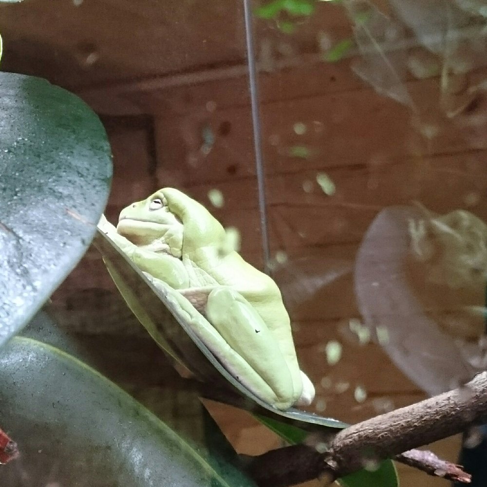 Hemsley Conservation Centre - Zoos Near Me - Fairseat, KEN