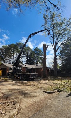 Harleys Trees Service - Call For The Tree Experts! Harleys Trees Service - Call For The Tree Experts!