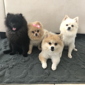 Aloha Professional Pet Sitters - My entire pack. - Pet Sitting Near Me Aloha Professional Pet Sitters - My entire pack. - Pet Sitting Near Me