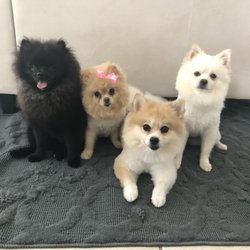 Aloha Professional Pet Sitters - My entire pack.