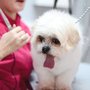 Photo of HappyPuppy