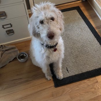 Pavlov Dog Training - Pet Training Near Me - Denver, Colorado Pavlov Dog Training - Pet Training Near Me - Denver, Colorado