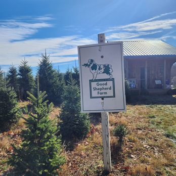 Good Shepherd Trees - Christmas Trees Near Me - Boone, North Carolina
